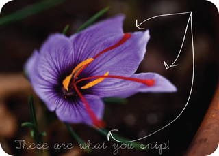 safron flower